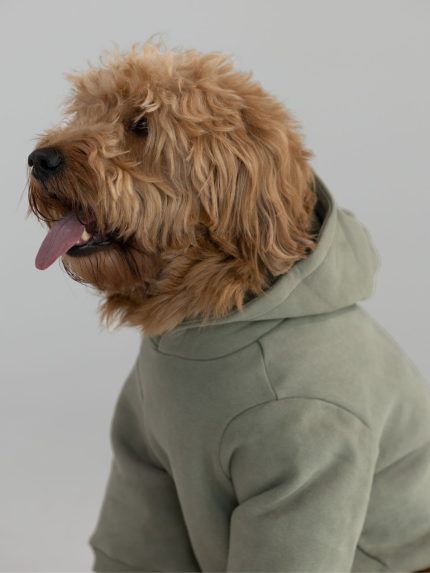 The Standard Paw Hoodie: undefined